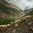Eine Schafherde am Lagh de Calvaresc, im Gebiet Buffalora, im Calancatal_Marcus Gyger